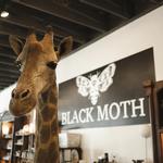 Black Moth