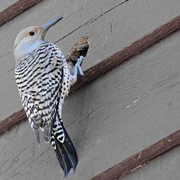 Woodpecker Remediation