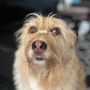 Year's Supply Of Pet Treats