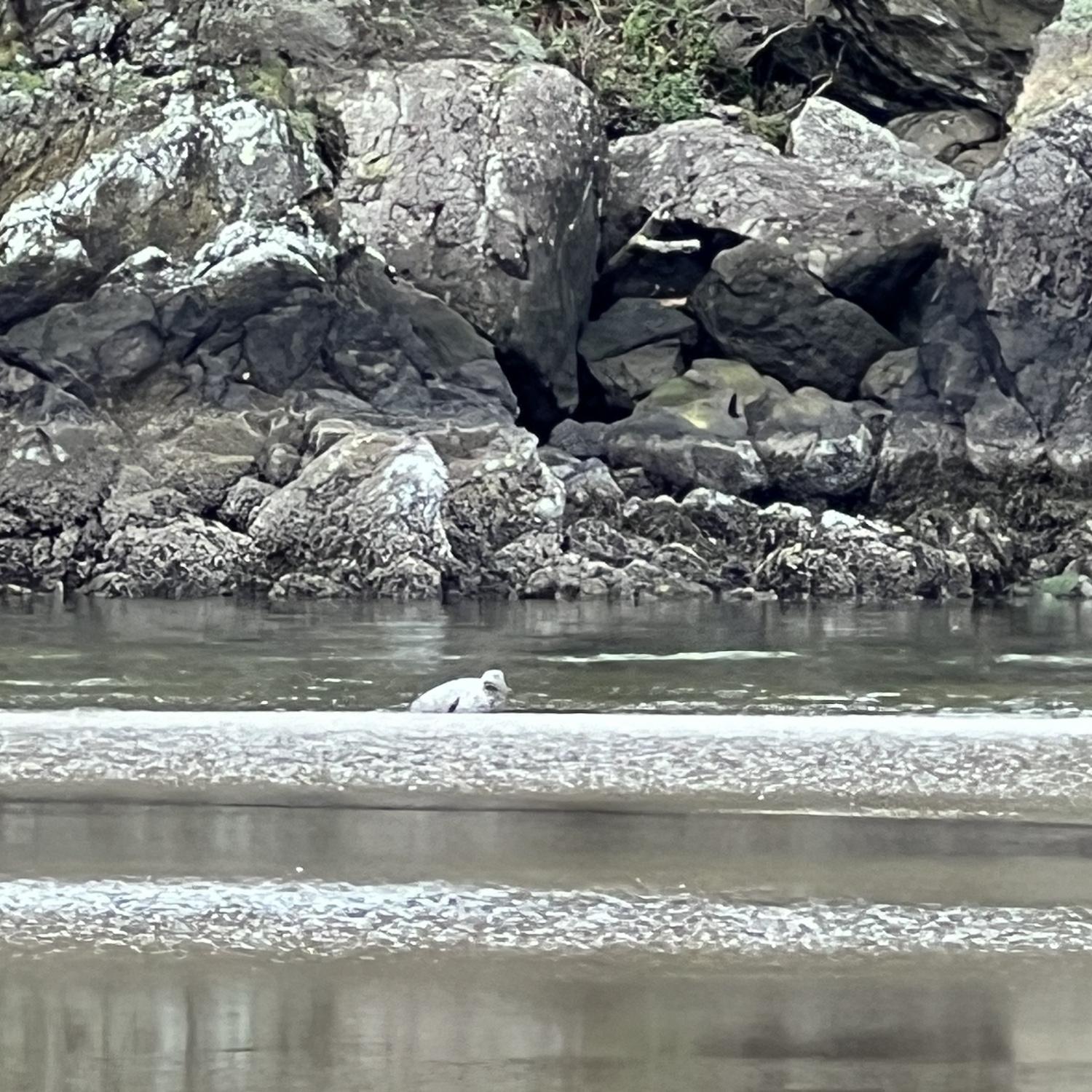 Baby seals in the estuary.