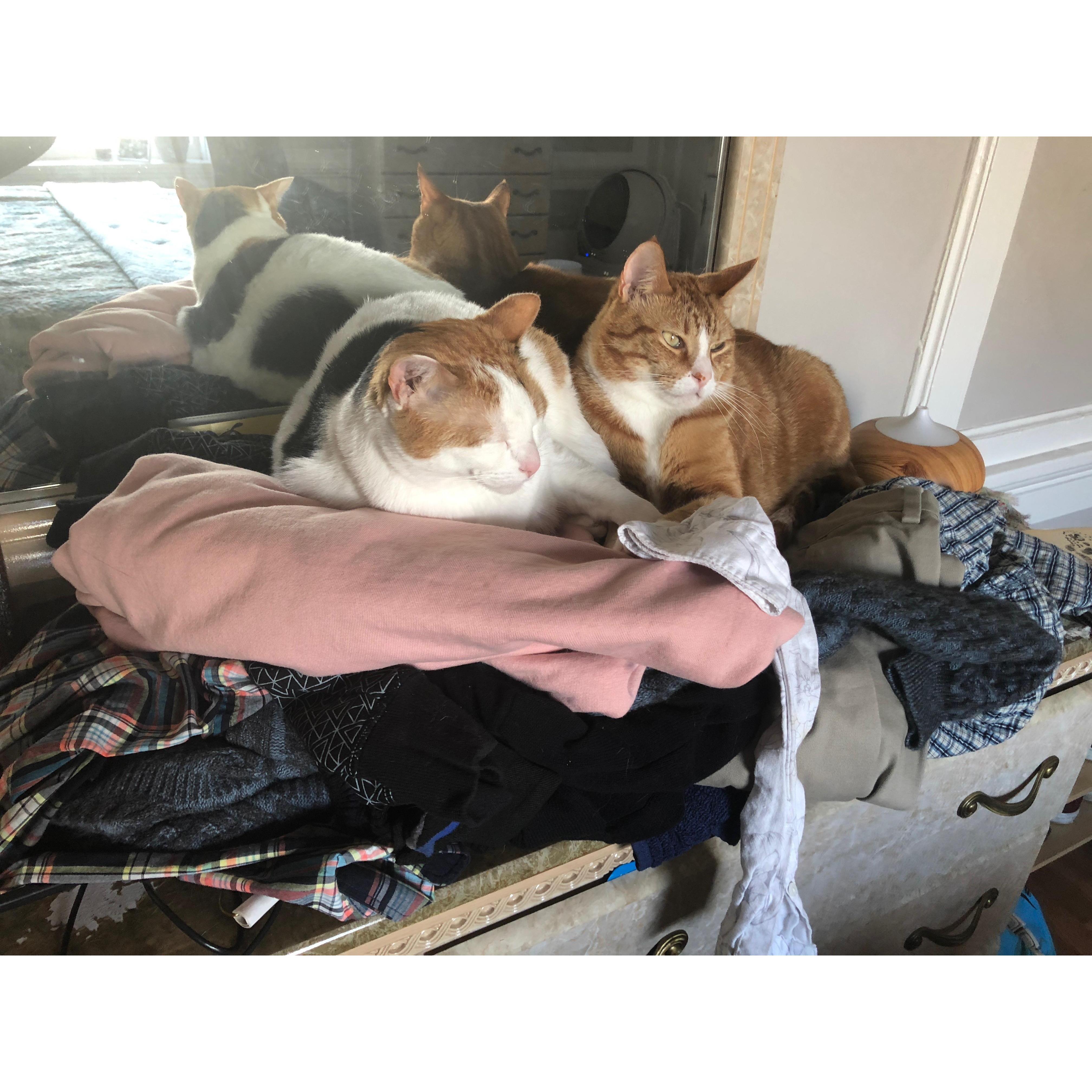 Atleast some creatures enjoy laundry day.