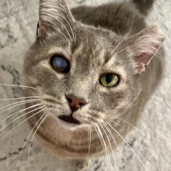 Pet Sitting Fund For Our Honeymoon