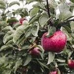 North Country Orchard