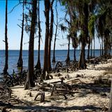 Fontainebleau State Park