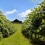 Arrington Vineyards