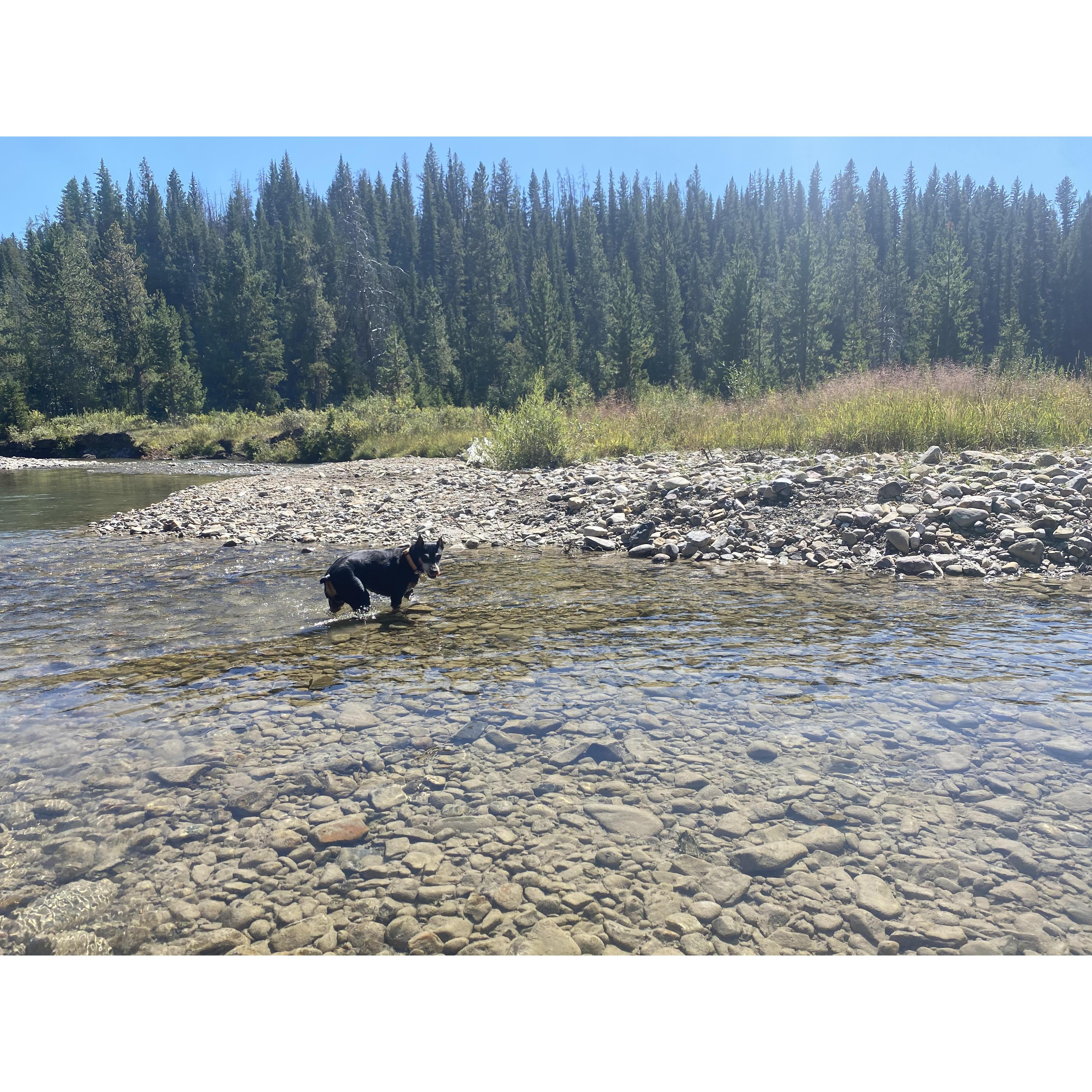 Shayla enjoying the Taylor Fork