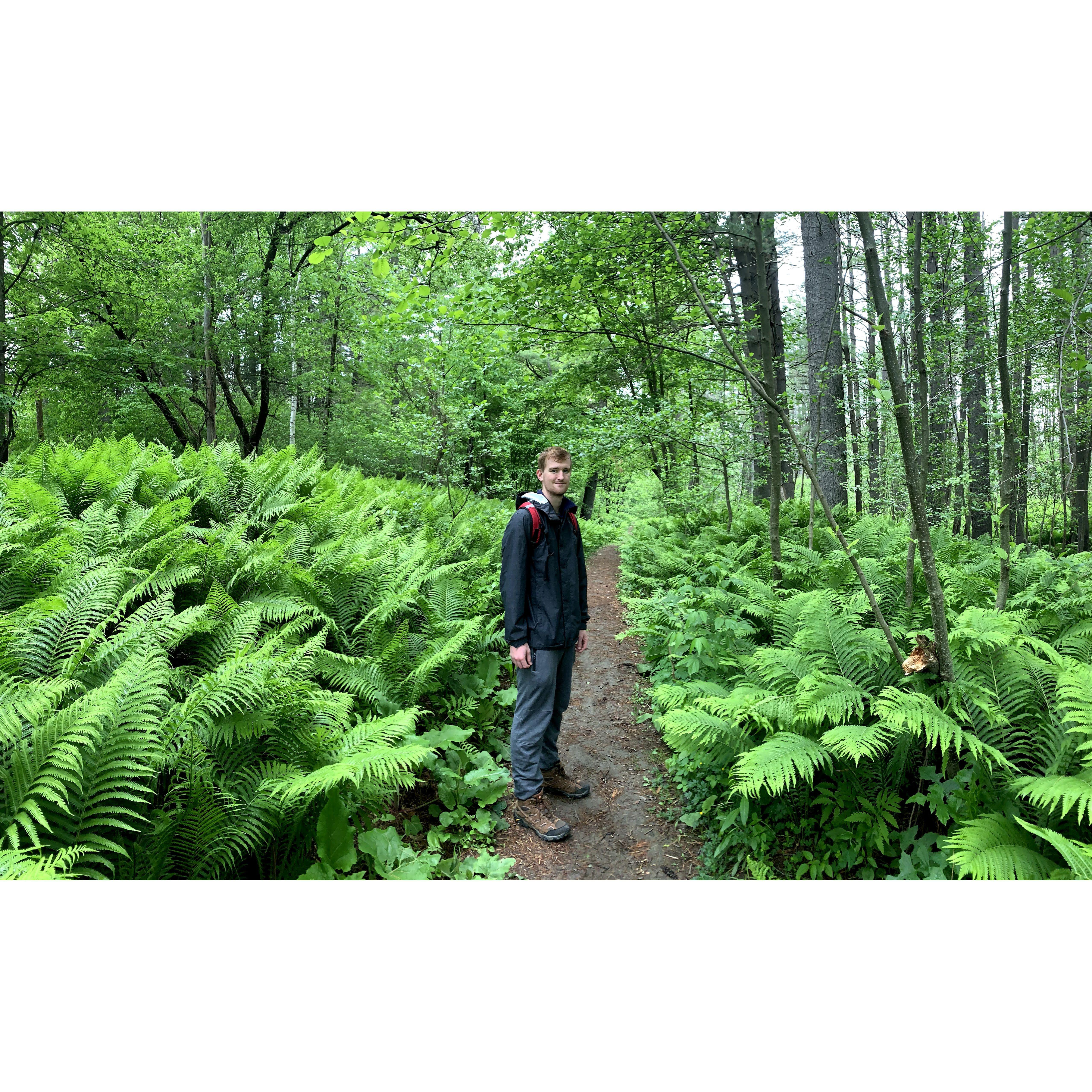Look at all those ferns! Another hike in Hartford, VT
