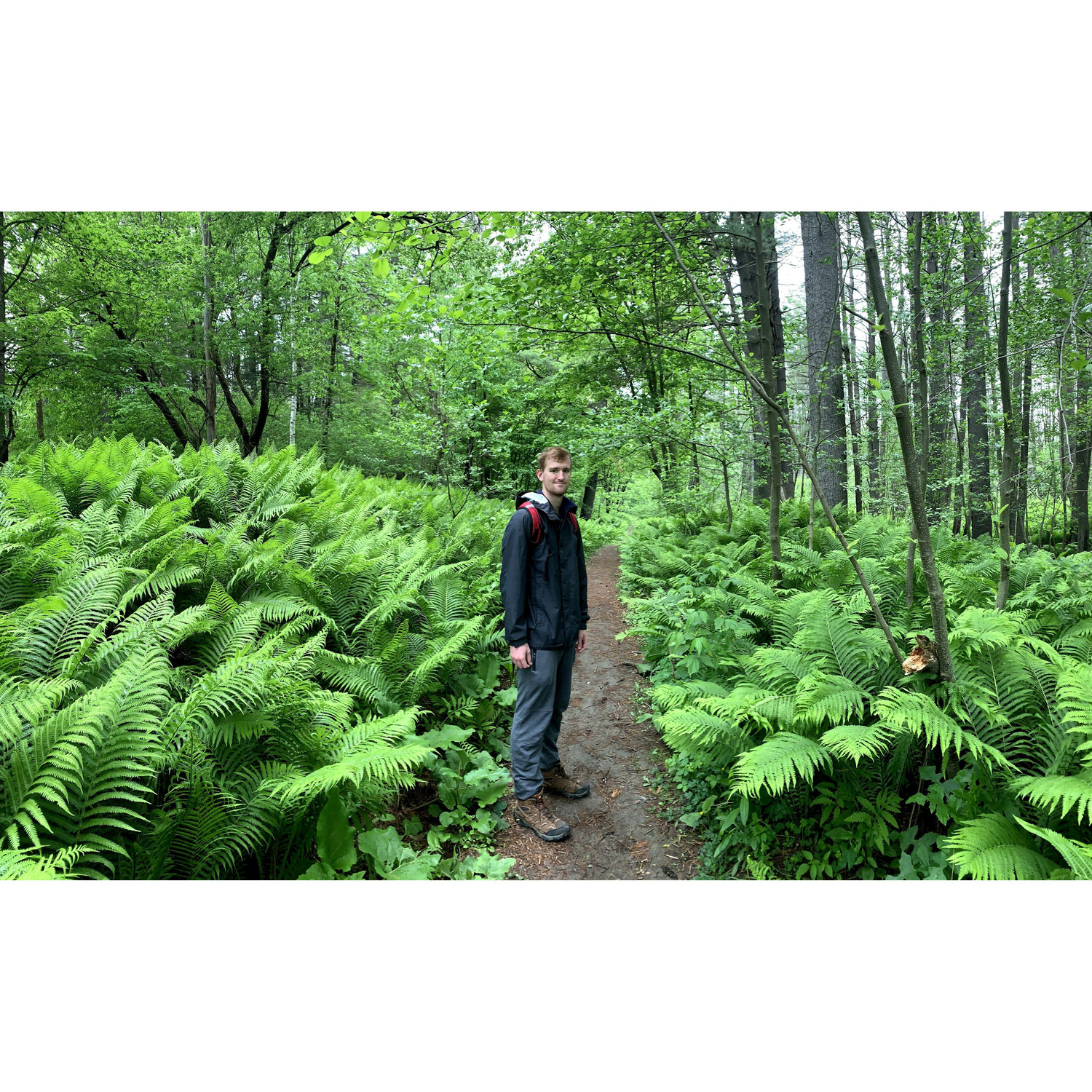 Look at all those ferns! Another hike in Hartford, VT