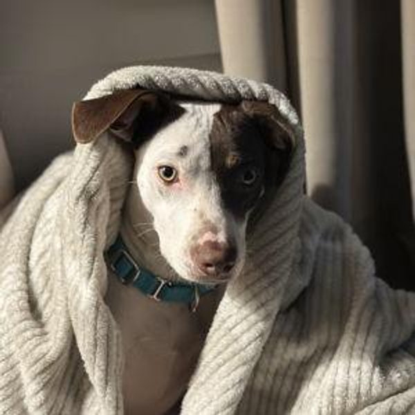 Ruby's Treat And Toy And Relocation Fund