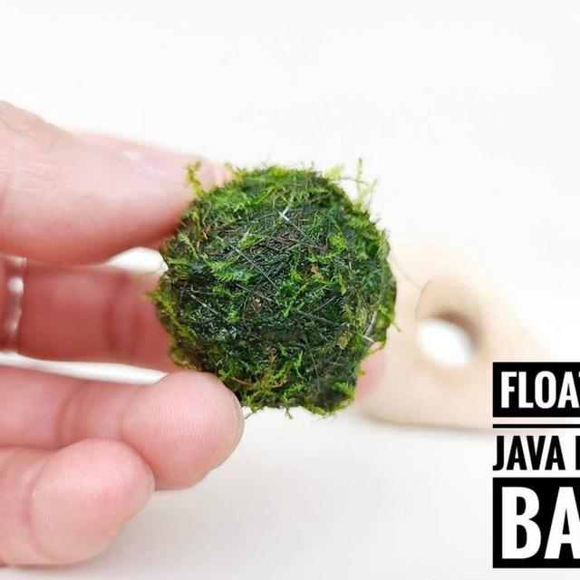 Floating Java Moss with Plant Anchor Live...