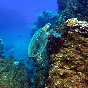Cano Island Snorkeling Tour