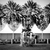 Desert International Horse Park- in case you want to find LJ before the wedding!