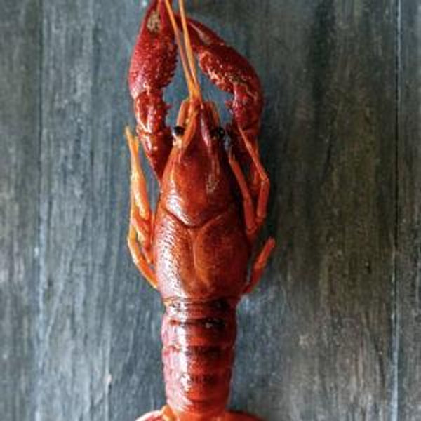 Louisiana live crawfish for honeymoon