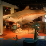 Museum of Discovery and Science