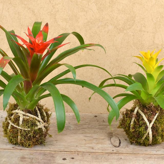 Bromeliad Kokedama and More Kokedama from Bachman's in Minnesota