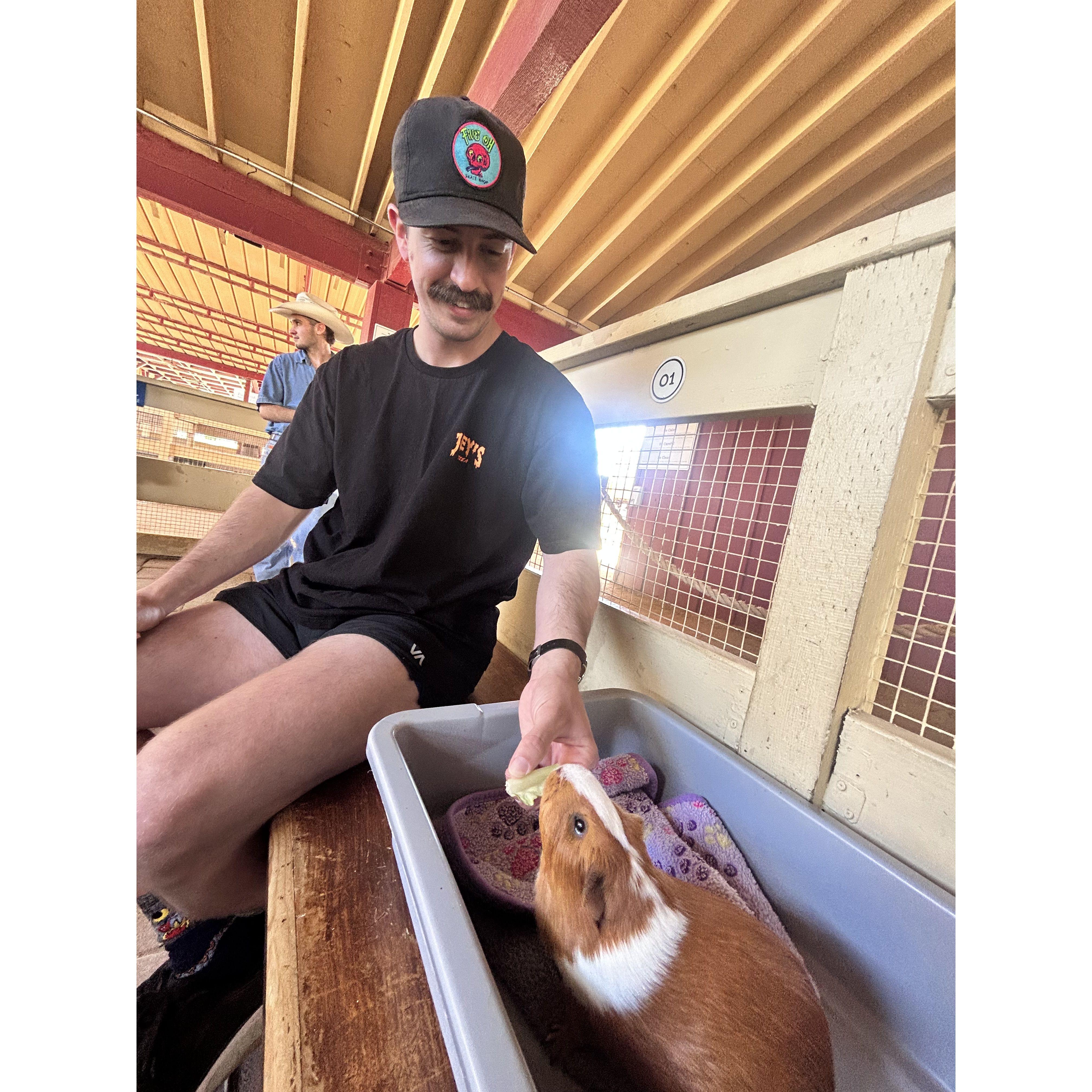 Tom loves guinea pigs!