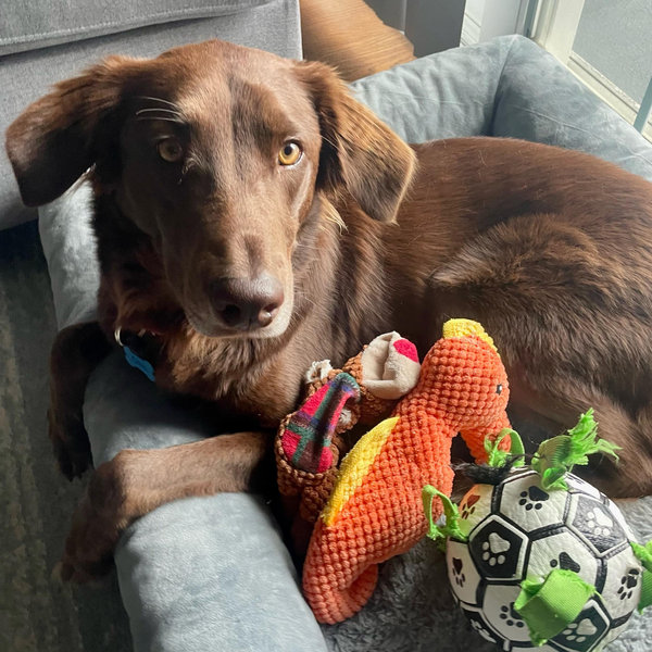 Ollie's Daycare and Toy Fund