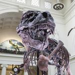 Field Museum