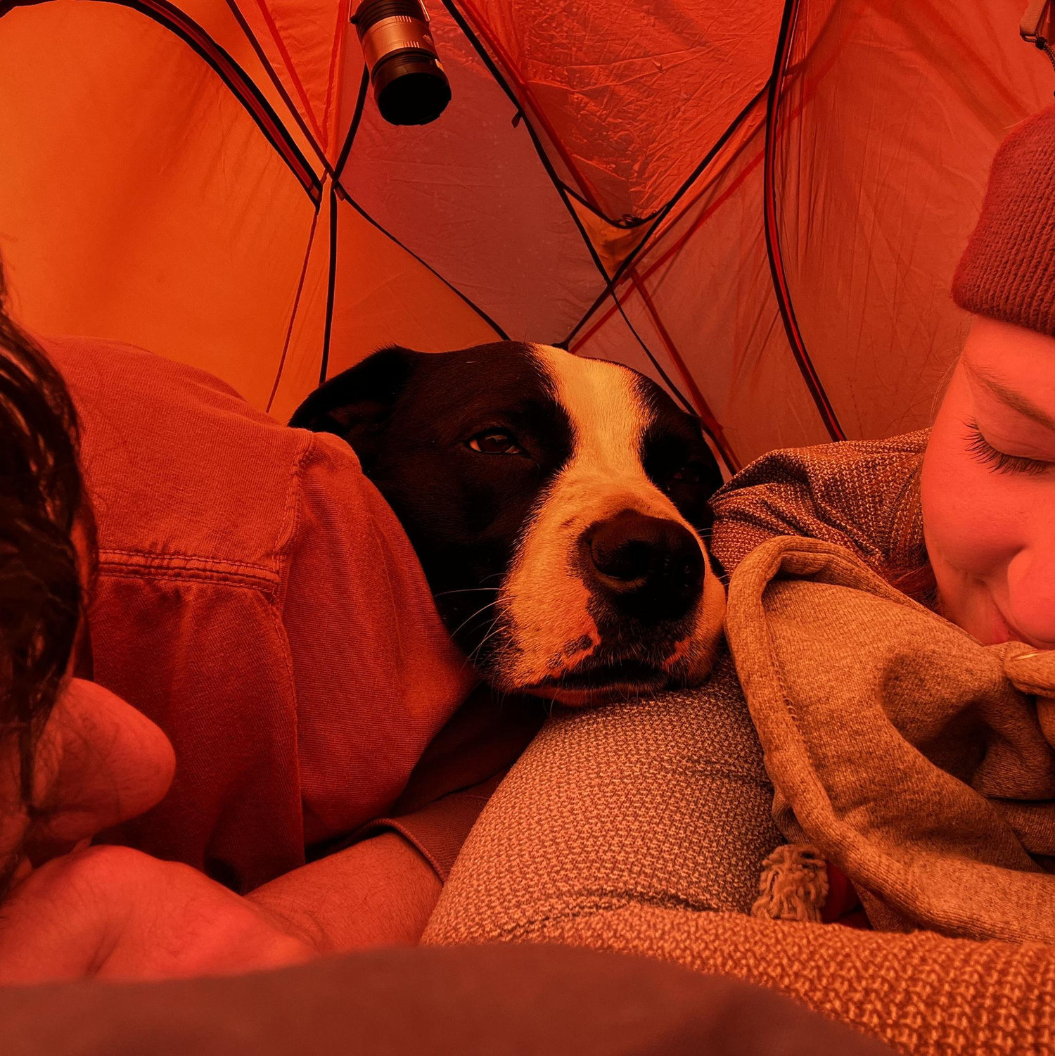 POV a classic morning in the tent with Dilly :)