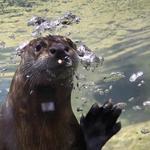 National Mississippi River Museum & Aquarium