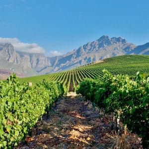 Pre-Safari wine tour in South Africa!