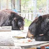 Yellowstone Wildlife Sanctuary