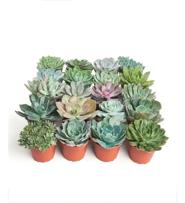 Rosette 4" Medium Succulents Pack of 40