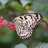 Butterfly World