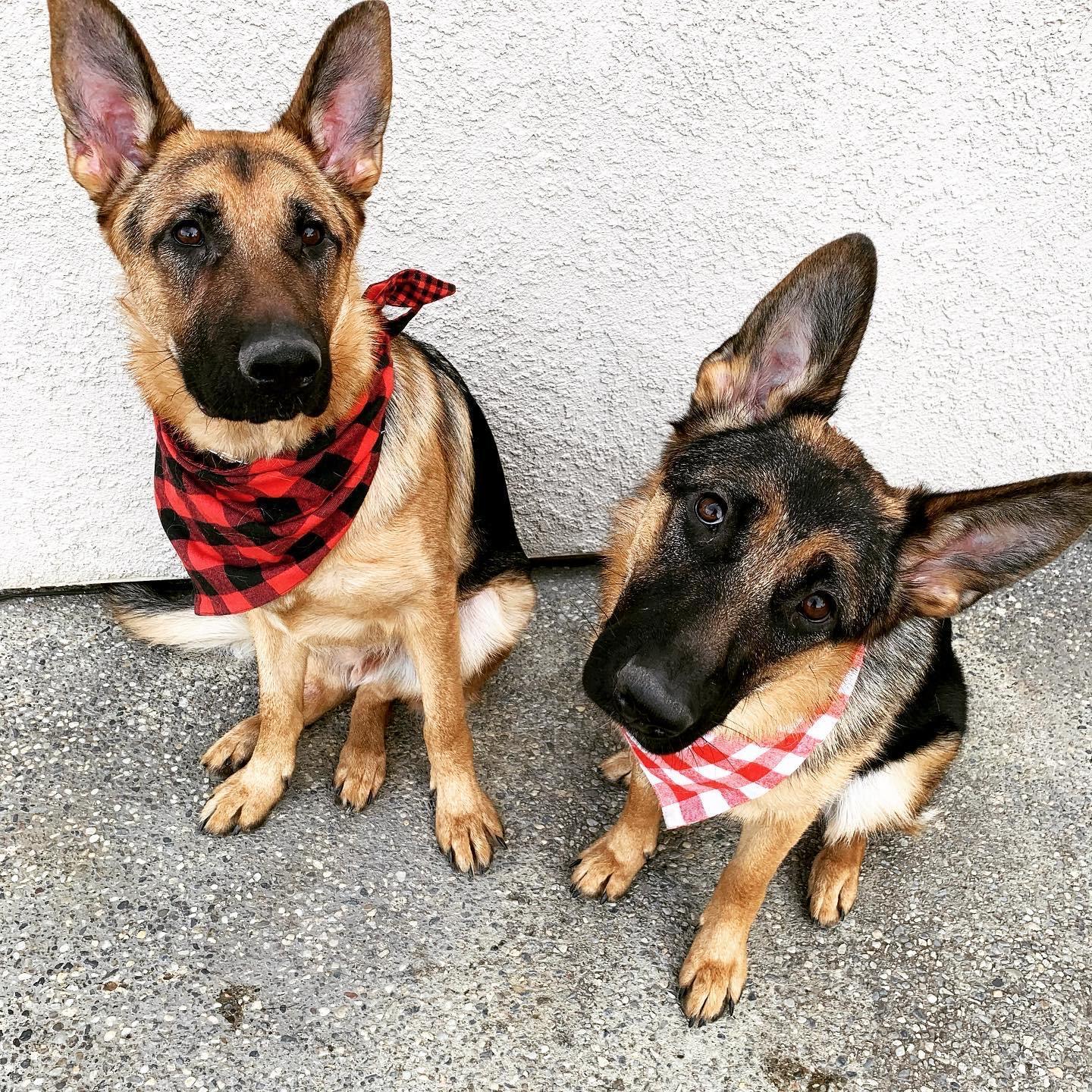 Gorgeous babies