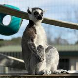 Family Traditions Animal Adventure