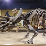 Cleveland Museum of Natural History