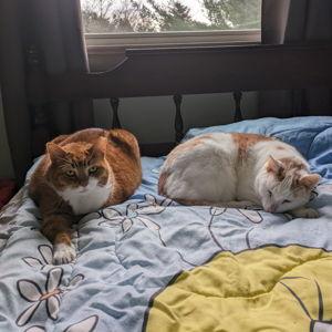 Catio!