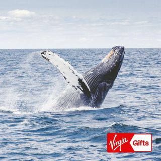 Gold Coast Whale Watching Adventure for 2 - Oahu