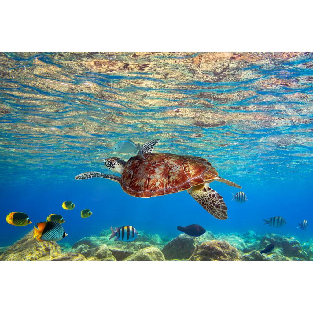 Turtles are very popular in kefalonia, you might see some