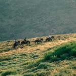Andy's Horseback Trail Rides