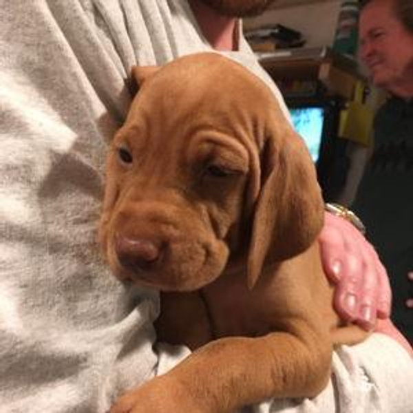 Puppy love