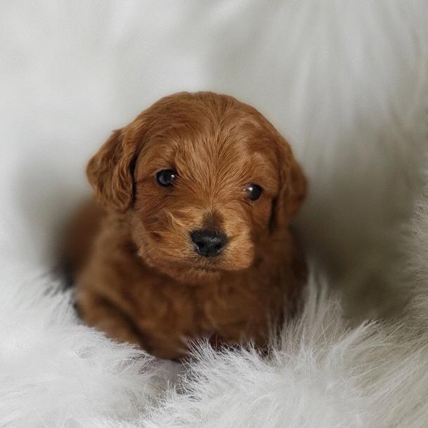 Our New Toy Golden Doodle (Broggy)
