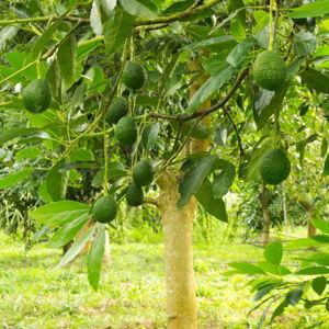 Avocado (1)