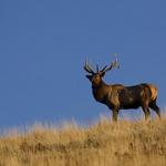 National Elk Refuge