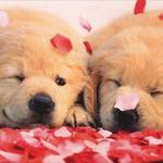 Valentine's Day Dinner Spots - for those making plans before Welcome Drinks!