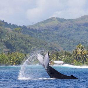 Whale Watching in Tahiti