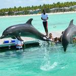 Dolphin Island Park