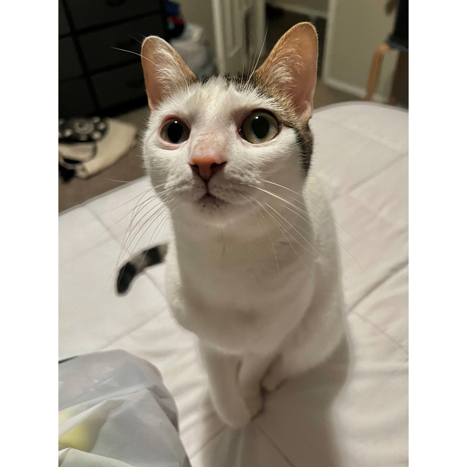 Miko baby!