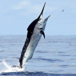 Simplyhooked sport charter fishing
