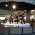 La Brea Tar Pits and Museum