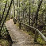 The Ridges Sanctuary