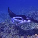 Manta Ray Night Snorkel