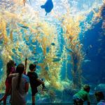 Birch Aquarium at Scripps Institution of Oceanography