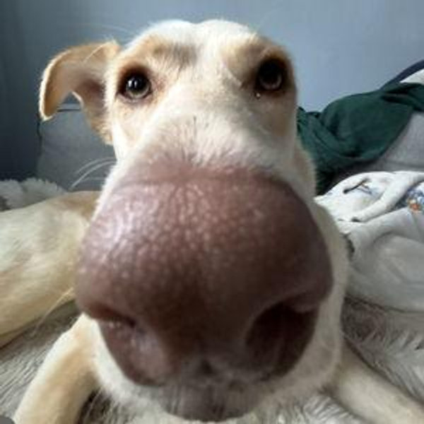 Sage Treat Fund