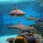 The National Aquarium